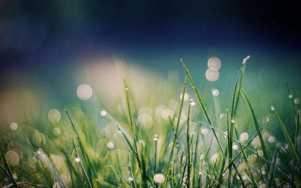 green leaved plants during daytime HD wallpaper